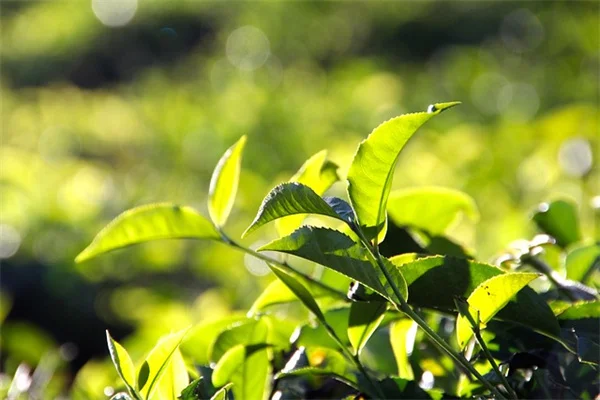 部屋別！観葉植物の選び方と環境に合わせる基本ルール