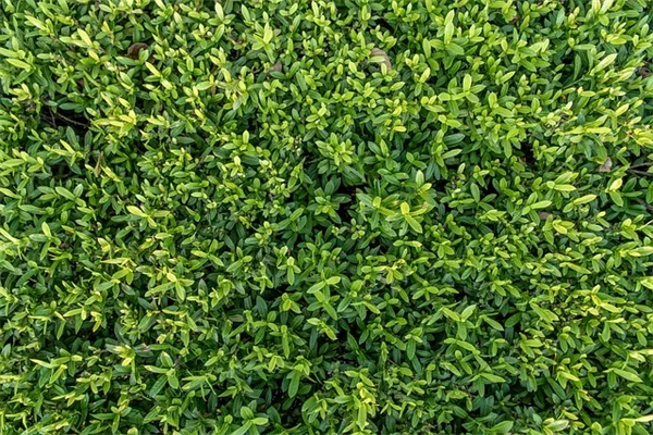 春の花選びで失敗しない！早春から初夏まで楽しむ5つのコツ