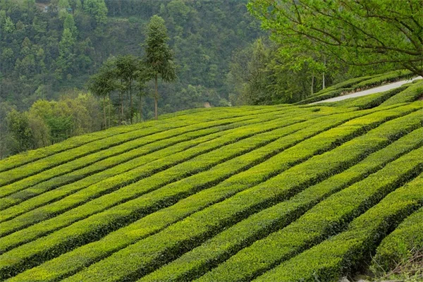 臭藜芦の本当の魅力｜冬の庭で大活躍する育て方のコツ