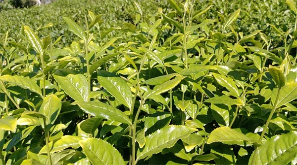 台所にある4つの材料で即席肥料！植物が元気になる5つのコツ