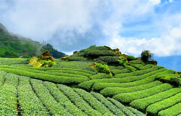 鉢の底に詰めるもの6選！培養土を節約して植物も元気に