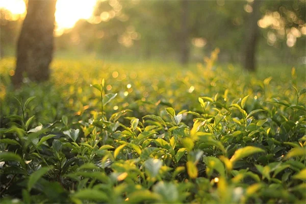 冬のギフトに植物を！ミニポットで心を込めたプレゼント術