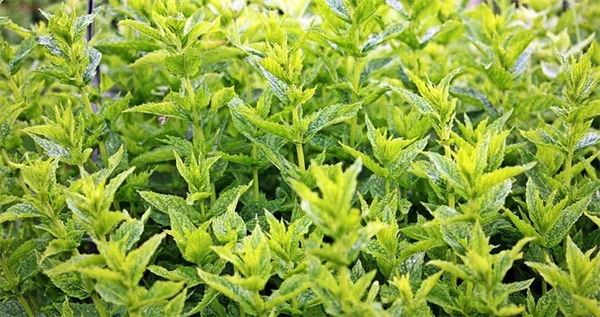 土壌の栄養分が足りないと植物に起こる見逃しがちな5つのサイン